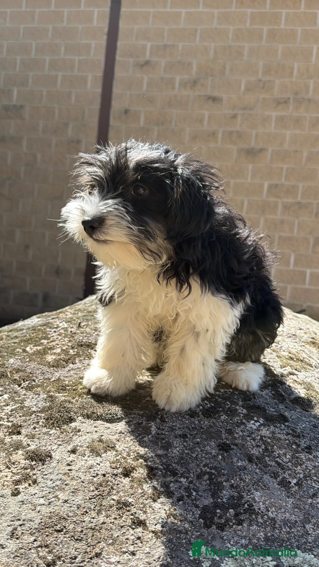 Raza Mixta perros en venta: Hembra Aussiedoodle - Anuncio 3