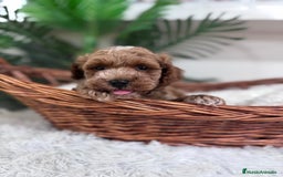 Caniche Toy perros en venta: CANICHE TOY MACHO - Imagen 2