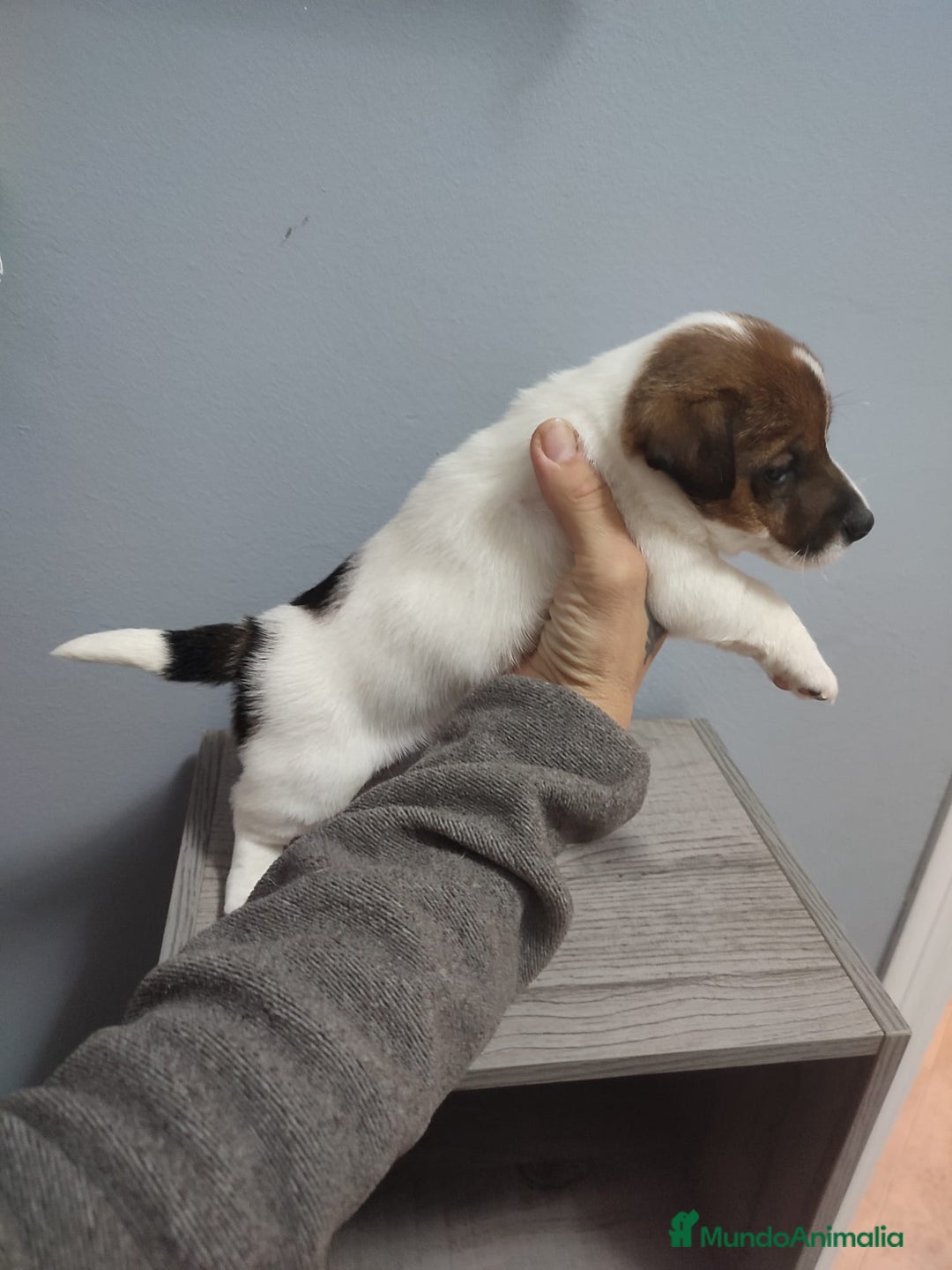 Jack Russell Terrier perros en venta: Jack Russell Navalcarnero  - Anuncio 6