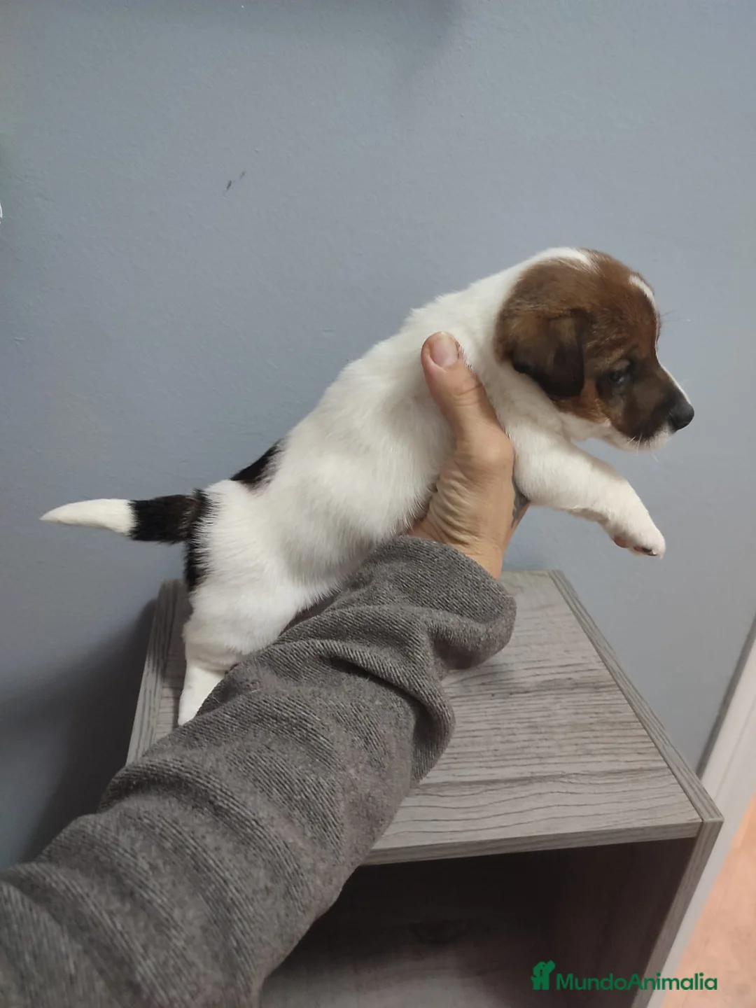 Jack Russell Terrier perros en venta: Jack Russell Navalcarnero  - Anuncio 6