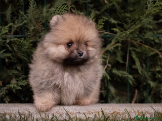 Pomerania perros Pomerania Toy - Macho sable - Anuncio 2