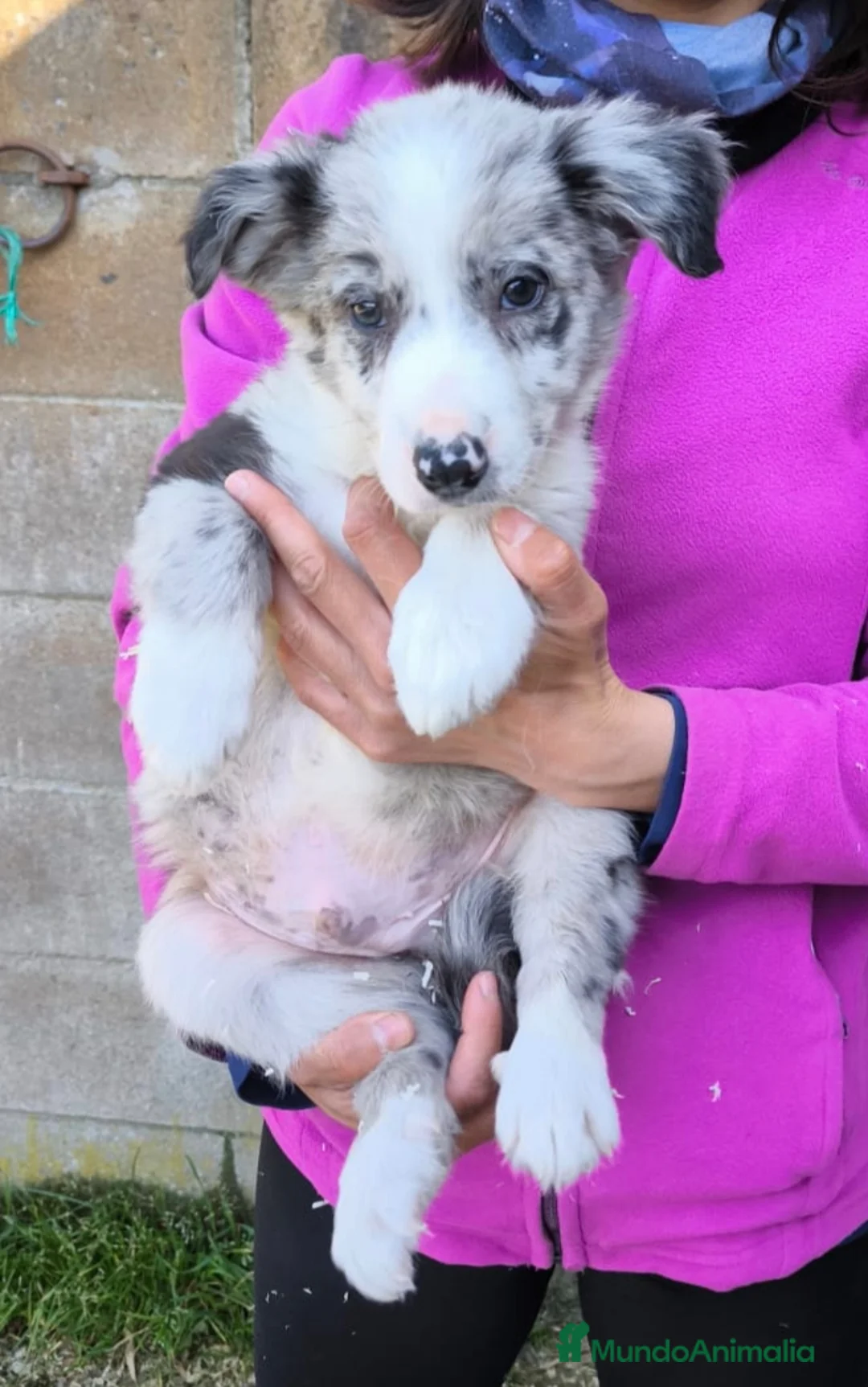 Border Collie perros en venta: Cachorros border collie 2 meses - Anuncio 2