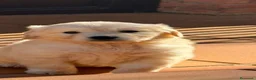 Golden Retriever perros en venta: Golden Retriever  - Anuncio 3