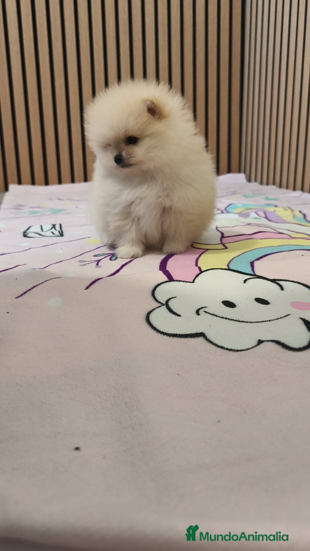 Pomerania perros en venta: Pomerania TOY Crema hembra ♀️♀️ - Anuncio 7