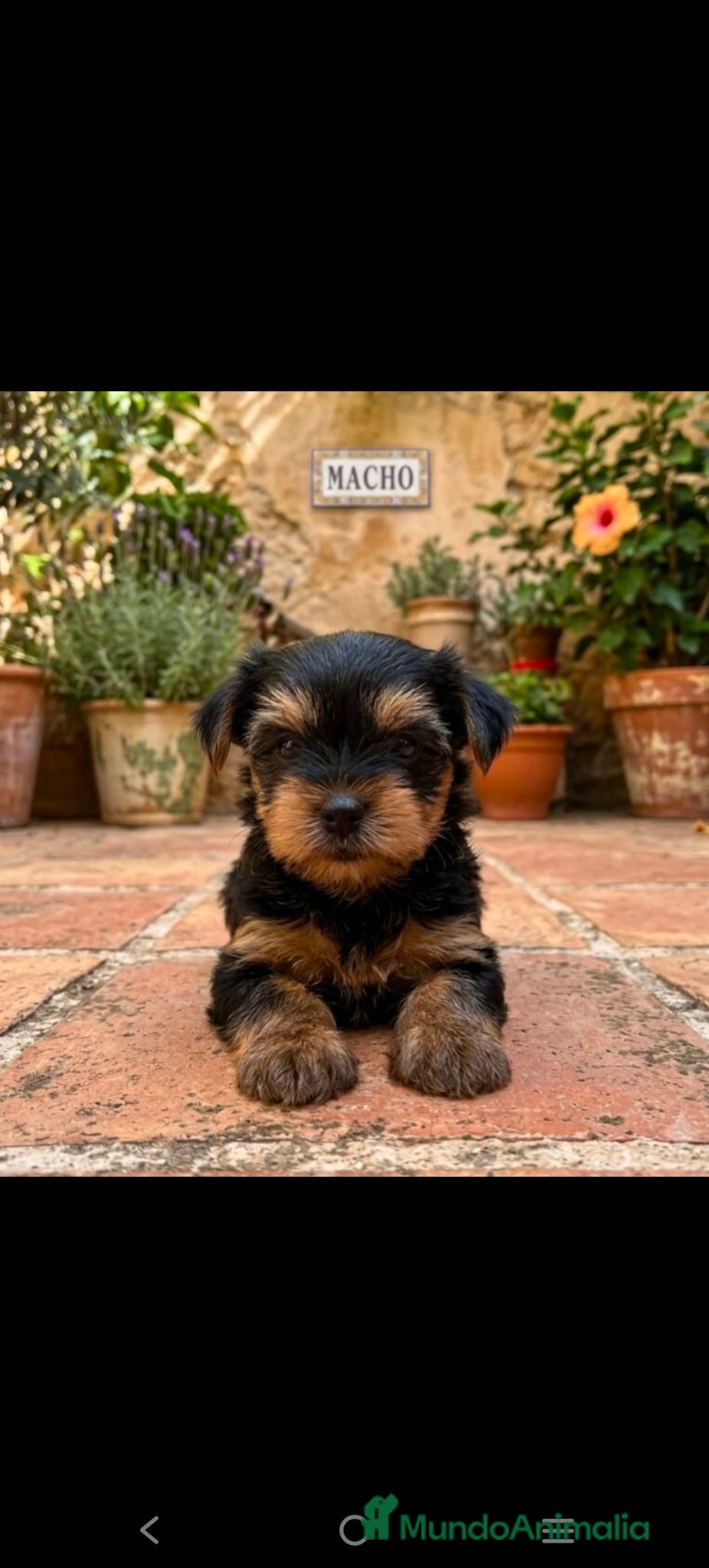 Yorkshire Terrier perros Yorkshire Terrier de Calidad  - Anuncio 1