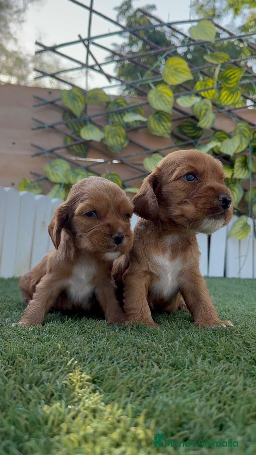 Cocker Spaniel Inglés perros en venta: COCKER SPANIEL INGLES MACHO  - Imagen 3