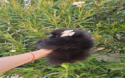 Pomerania perros en venta: Pomerania hembra  - Imagen 4
