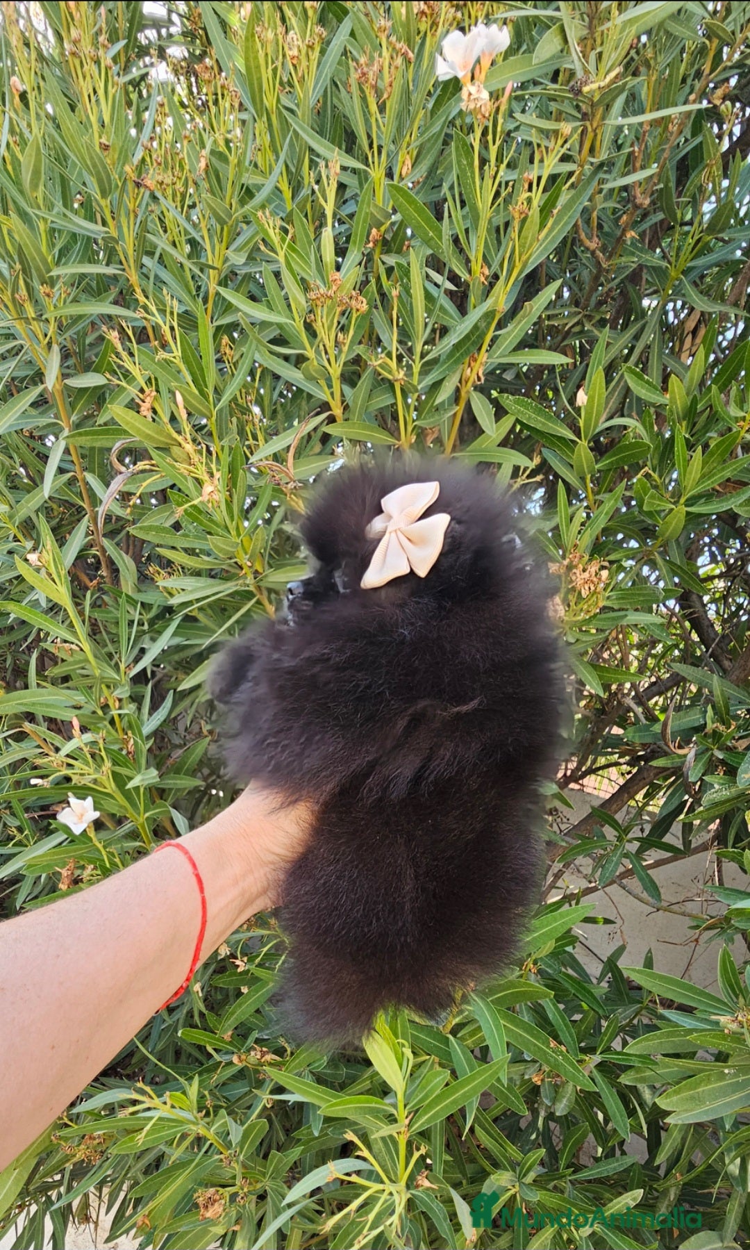 Pomerania perros en venta: Pomerania hembra  - Imagen 4