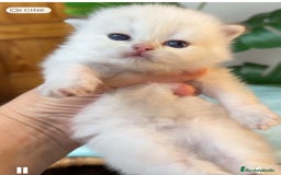 Británico de Pelo Corto gatos en venta: Gatitos brittish - Imagen 1