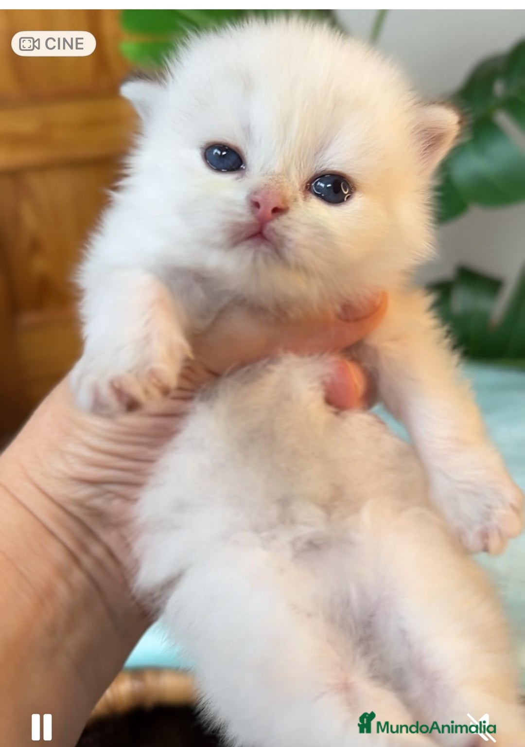 Británico de Pelo Corto gatos en venta: Gatitos brittish - Imagen 1