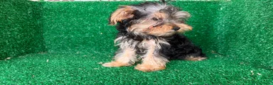 Yorkshire Terrier 5