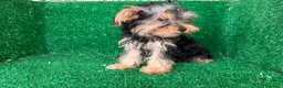 Yorkshire Terrier perros en venta: yorkshire terrier - Anuncio 3