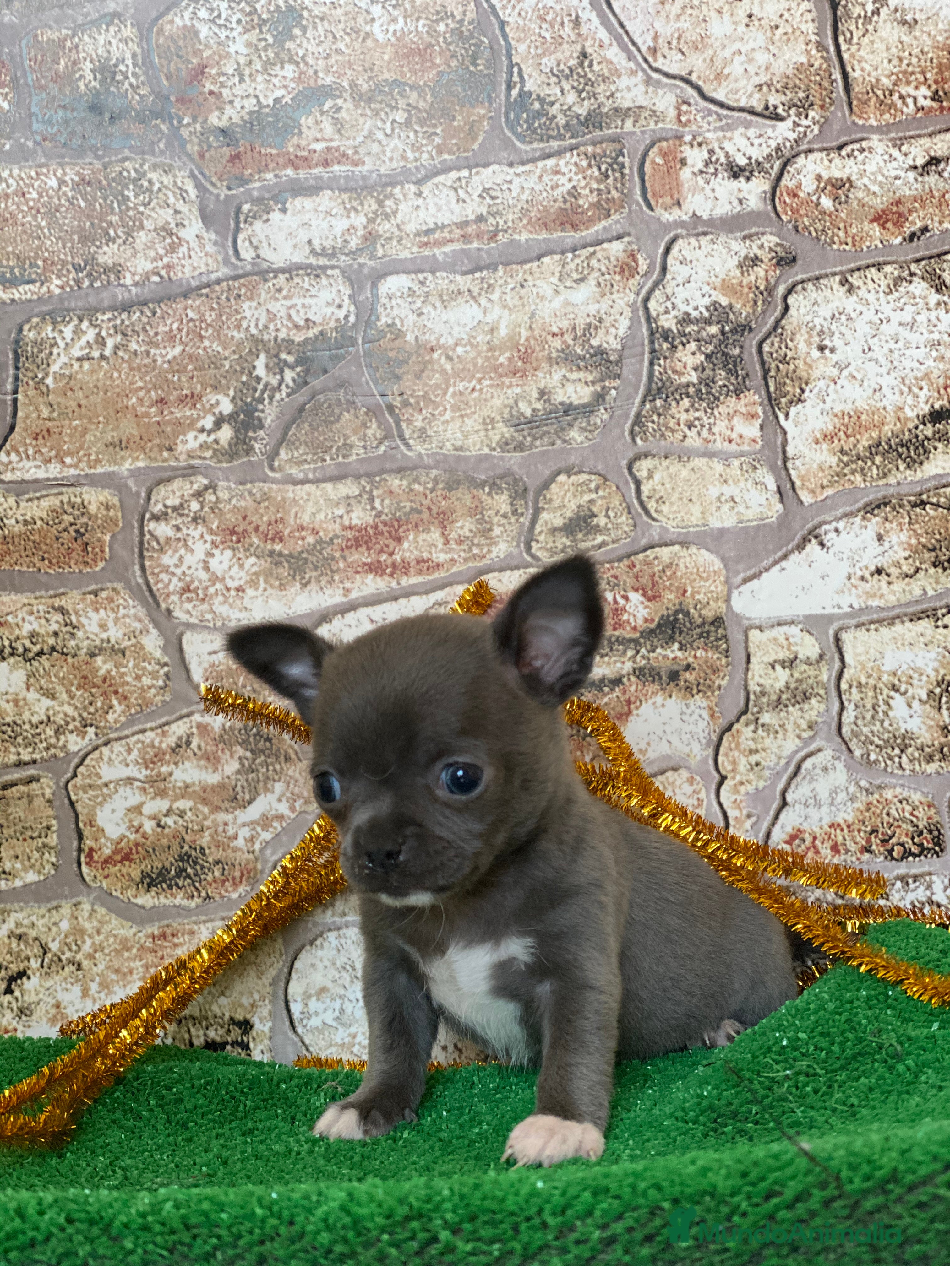 Chihuahua perros Chihuahua Toy  en Ciudad Real - Anuncio 11