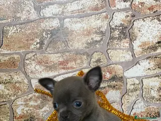 Chihuahua perros Chihuahua Toy en Ciudad Real - Anuncio 32