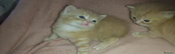 Británico de Pelo Corto gatos en venta: Gatitos britanicos red tabby - Anuncio 4