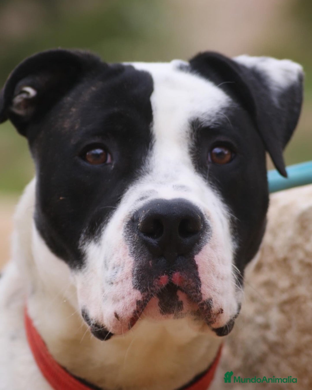 American Staffordshire-Terrier perros en adopcion: THOR ❤️ en Adopción  - Anuncio 6