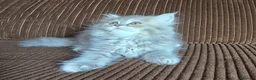 Británico de Pelo Largo gatos en venta: Gatcot.com - Anuncio 7