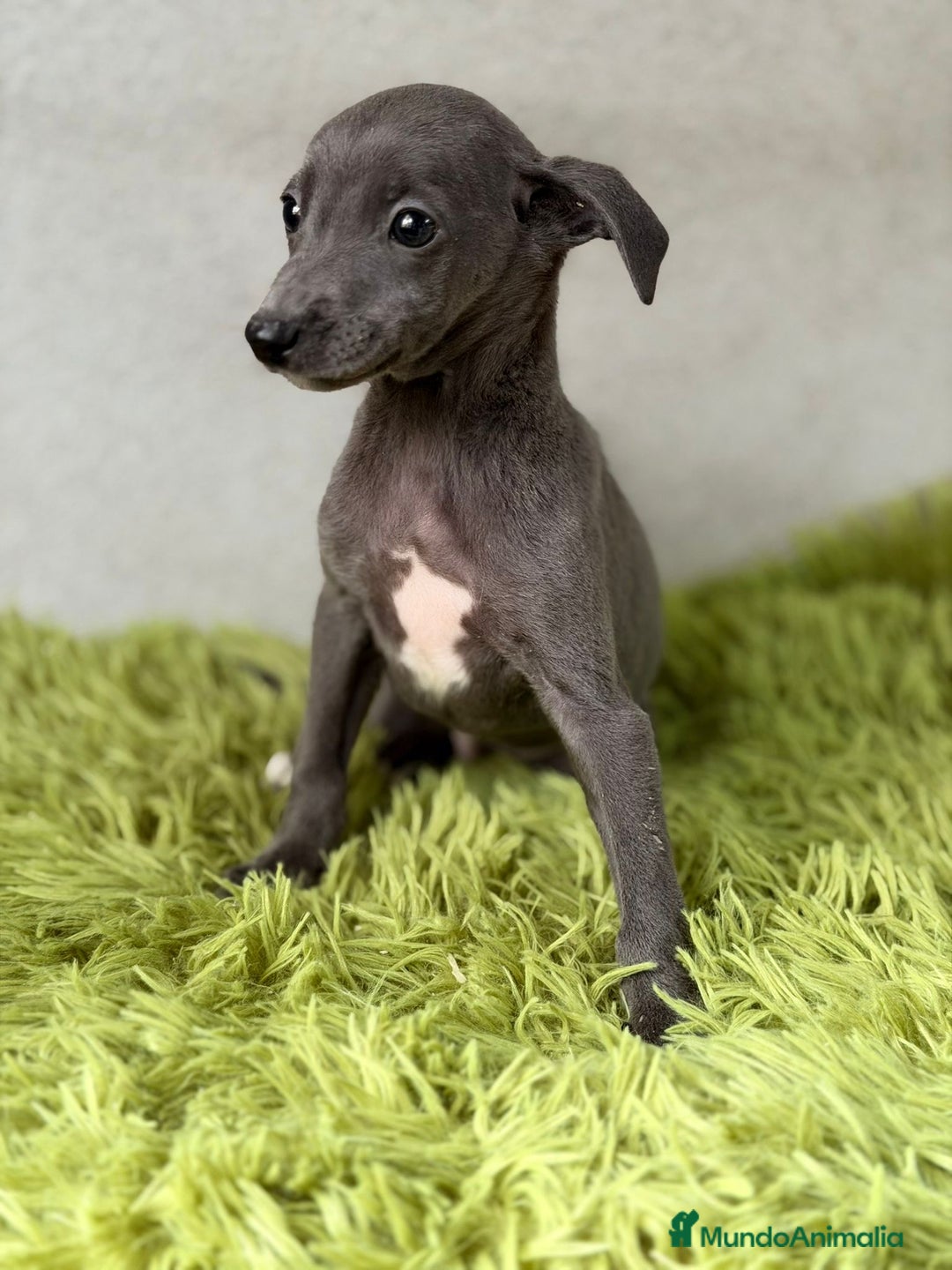 Pequeño Lebrel Italiano perros en venta: PEQUEÑO LEBREL ITALIANO (PICCOLO) - Anuncio 3