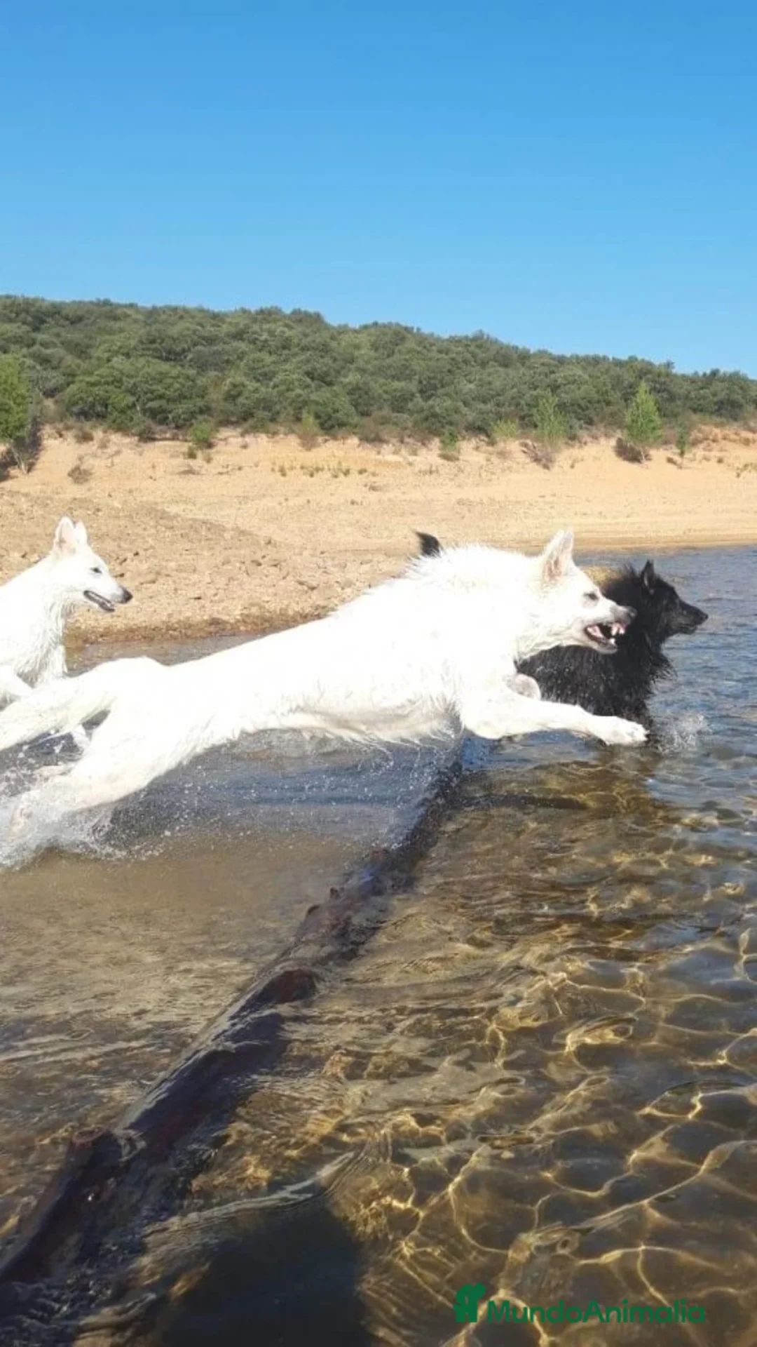 Imagen de galería {{count}}