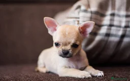 Chihuahua perros en venta: chihuahuas cachorros  - Imagen 2