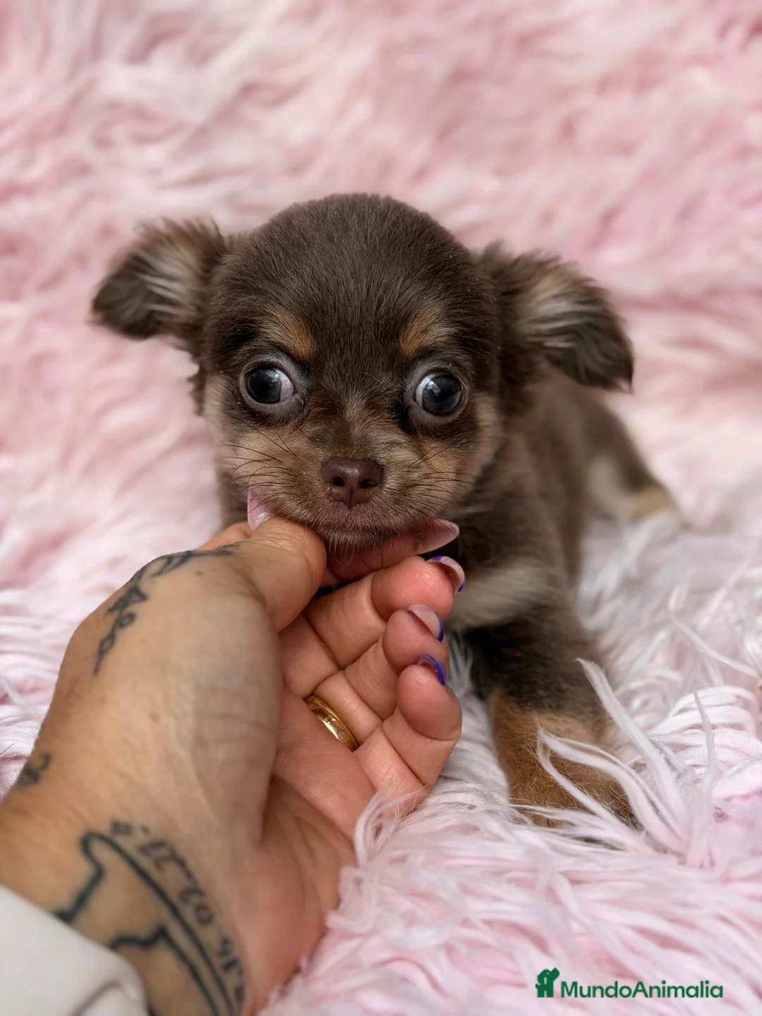 Chihuahua perros en venta: CHIHUAHUA PELO LARGO - Anuncio 10