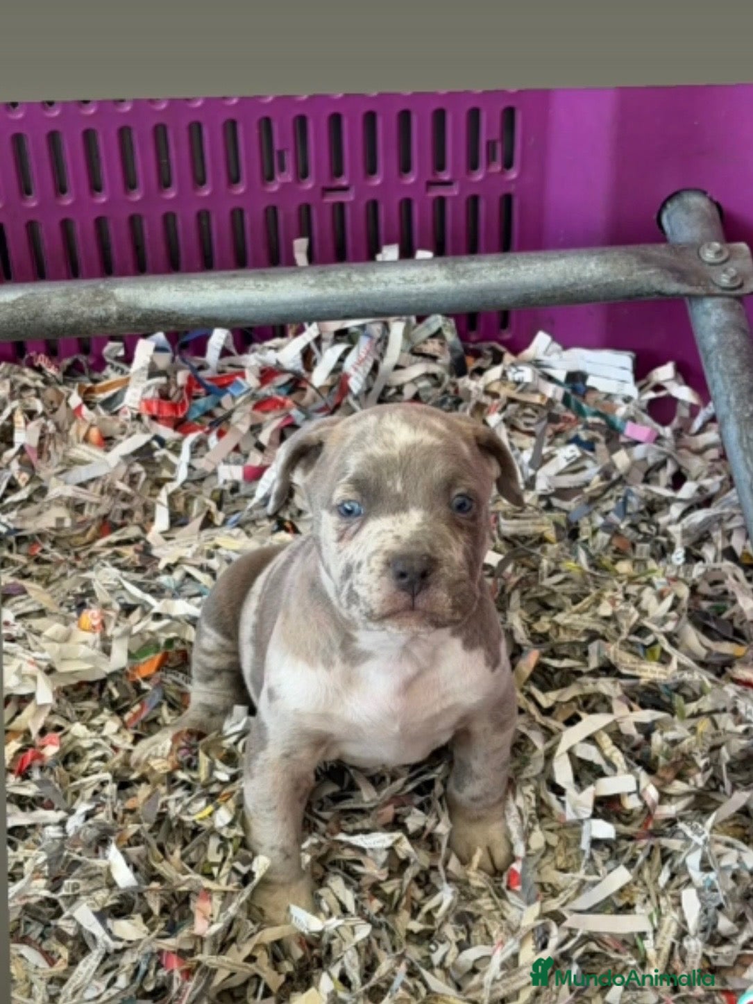 American Pit Bull Terrier perros en venta: Pitbull xl merlets - Anuncio 1
