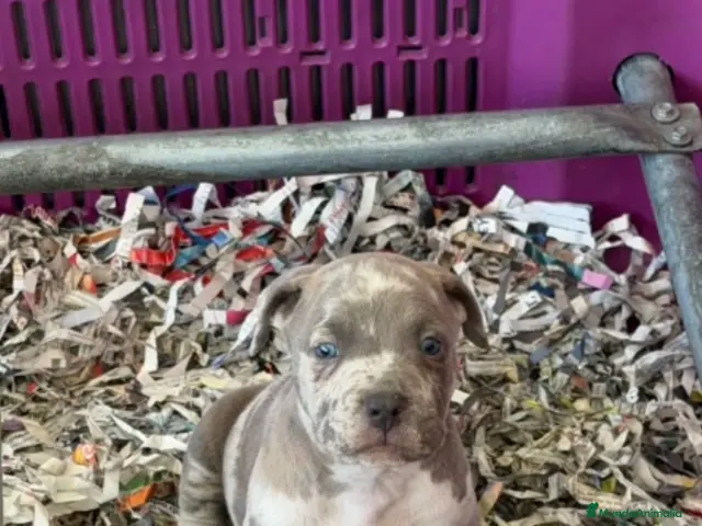 American Pit Bull Terrier perros en venta: Pitbull xl merlets - Anuncio 1