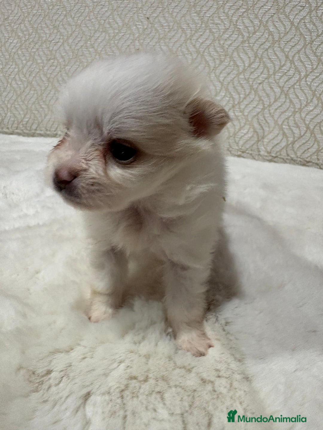 Pomerania perros en venta: Lulu Pomerania Toy hembra naranja blanca  - Anuncio 22