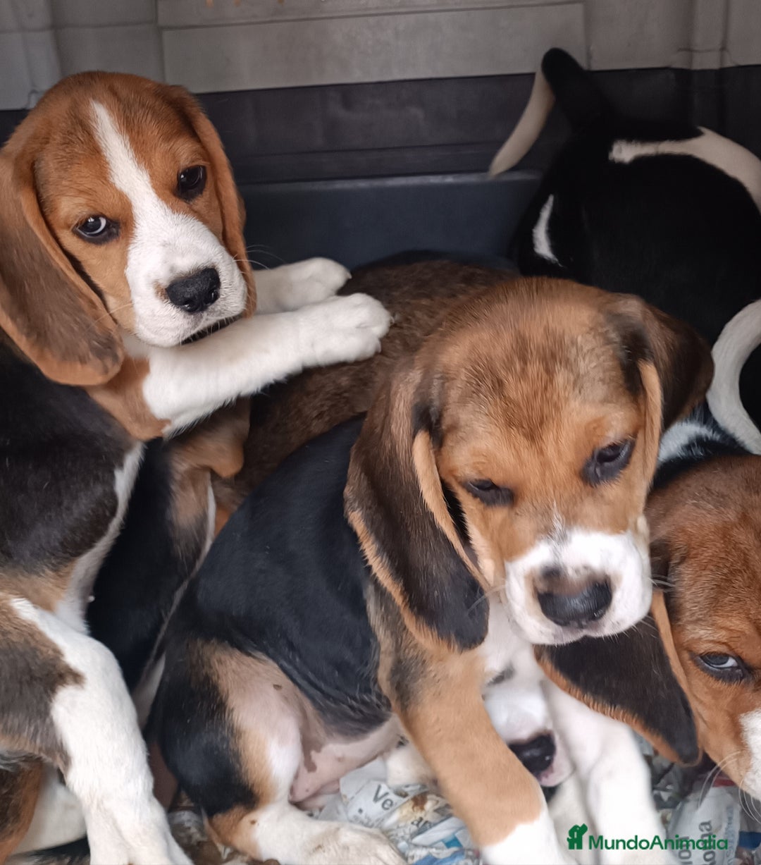 Beagle perros en venta: Cachorros de Beagle  - Imagen 8