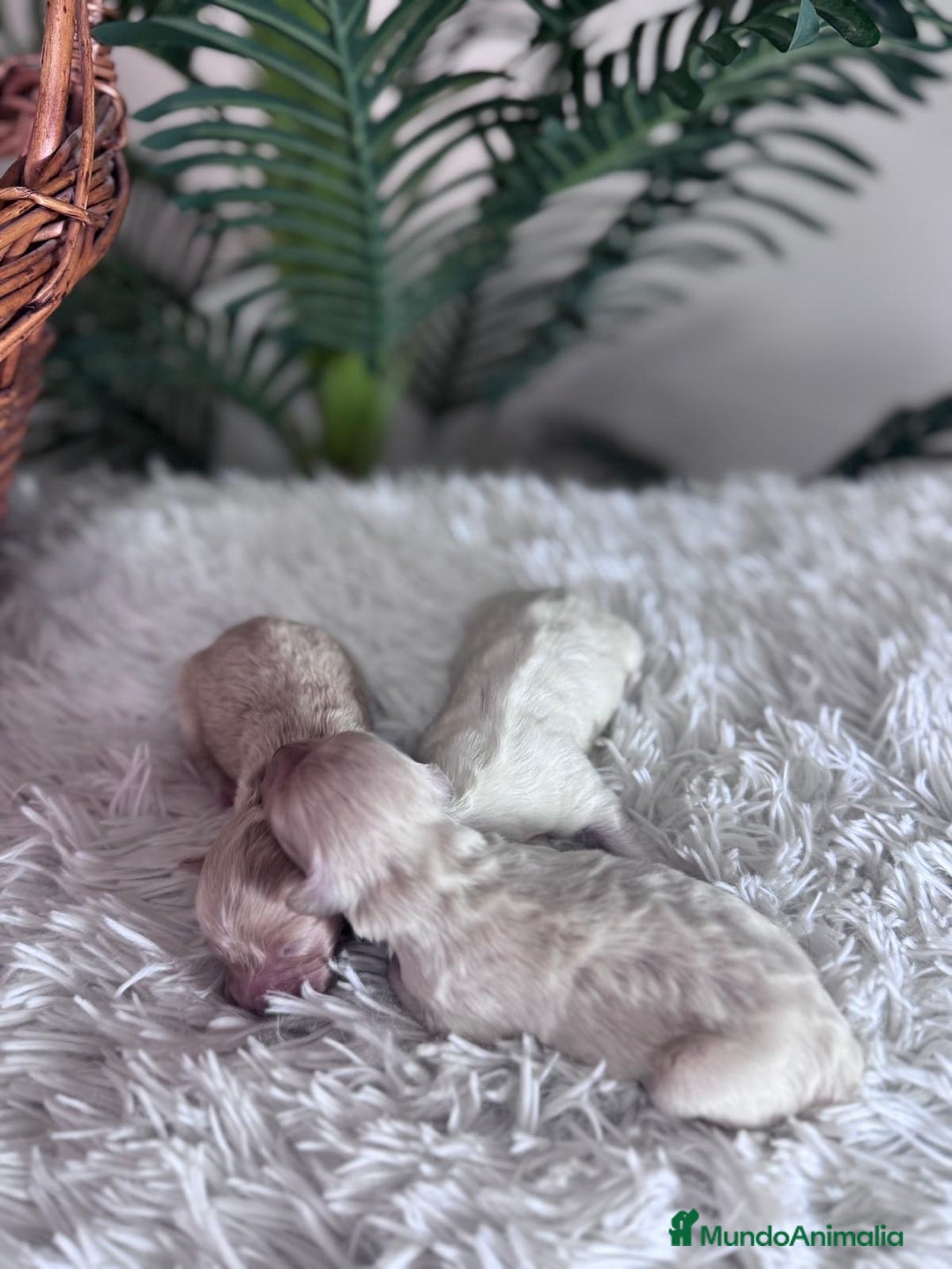 Maltipoo perros en venta: MALTIPOO  - Anuncio 13