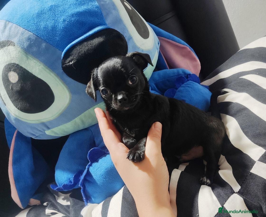 Chihuahua perros Disponible chihuahua toy  - Anuncio 1