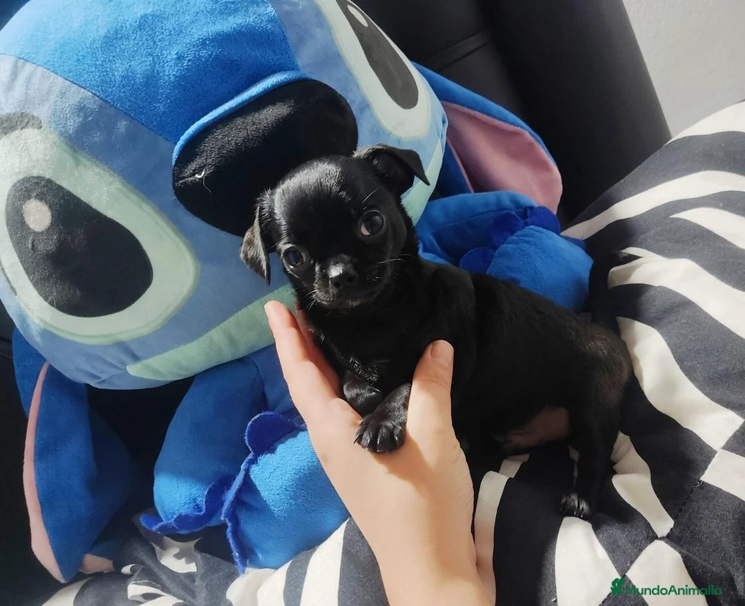 Chihuahua perros en venta: Disponible chihuahua toy  - Anuncio 1