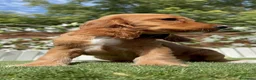 Cocker Spaniel Inglés perros en venta: PRECIOSA COCKER HEMBRA COLOR CANELA - Anuncio 9