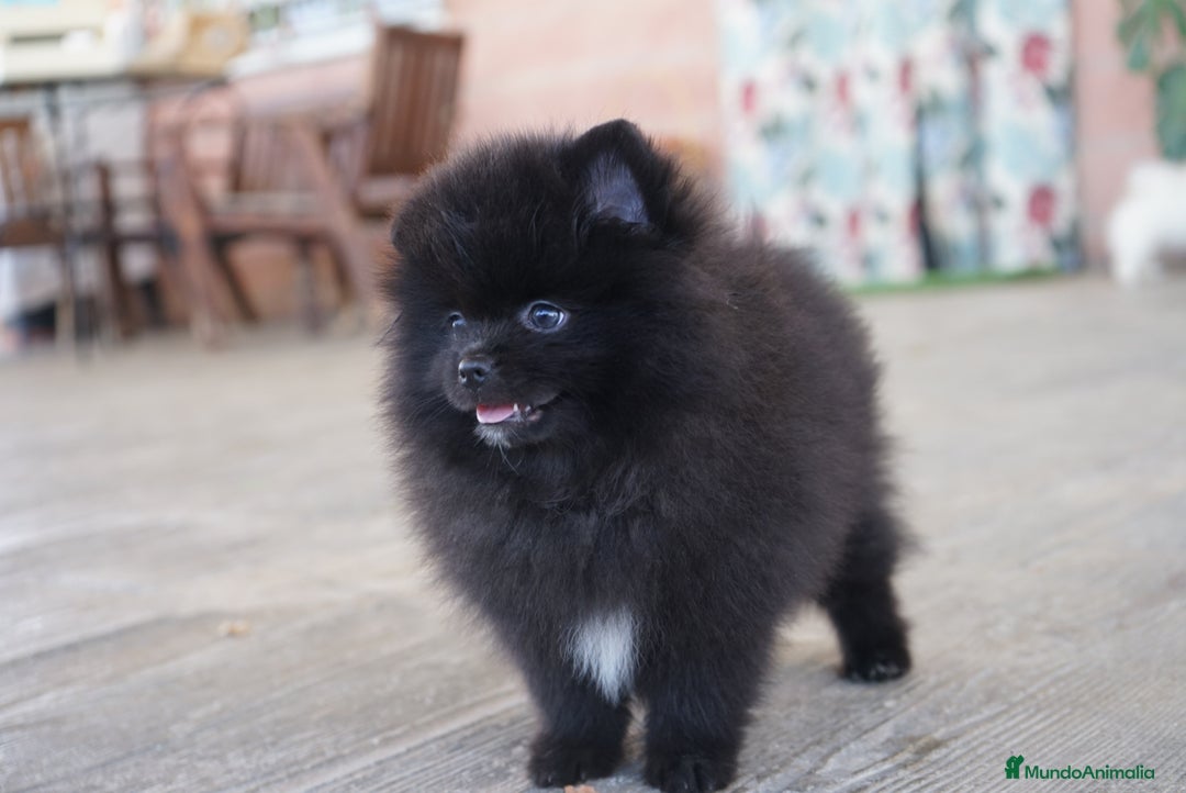 Pomerania perros en venta: 🐾 Monk – Pomerania negro mini toy 🌑 - Imagen 7