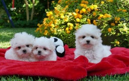Bichón Maltés perros en venta: Bichón maltés Toy de línea americana machos - Imagen 1