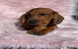 Teckel Miniatura perros en venta: Teckel rojo - Imagen 6