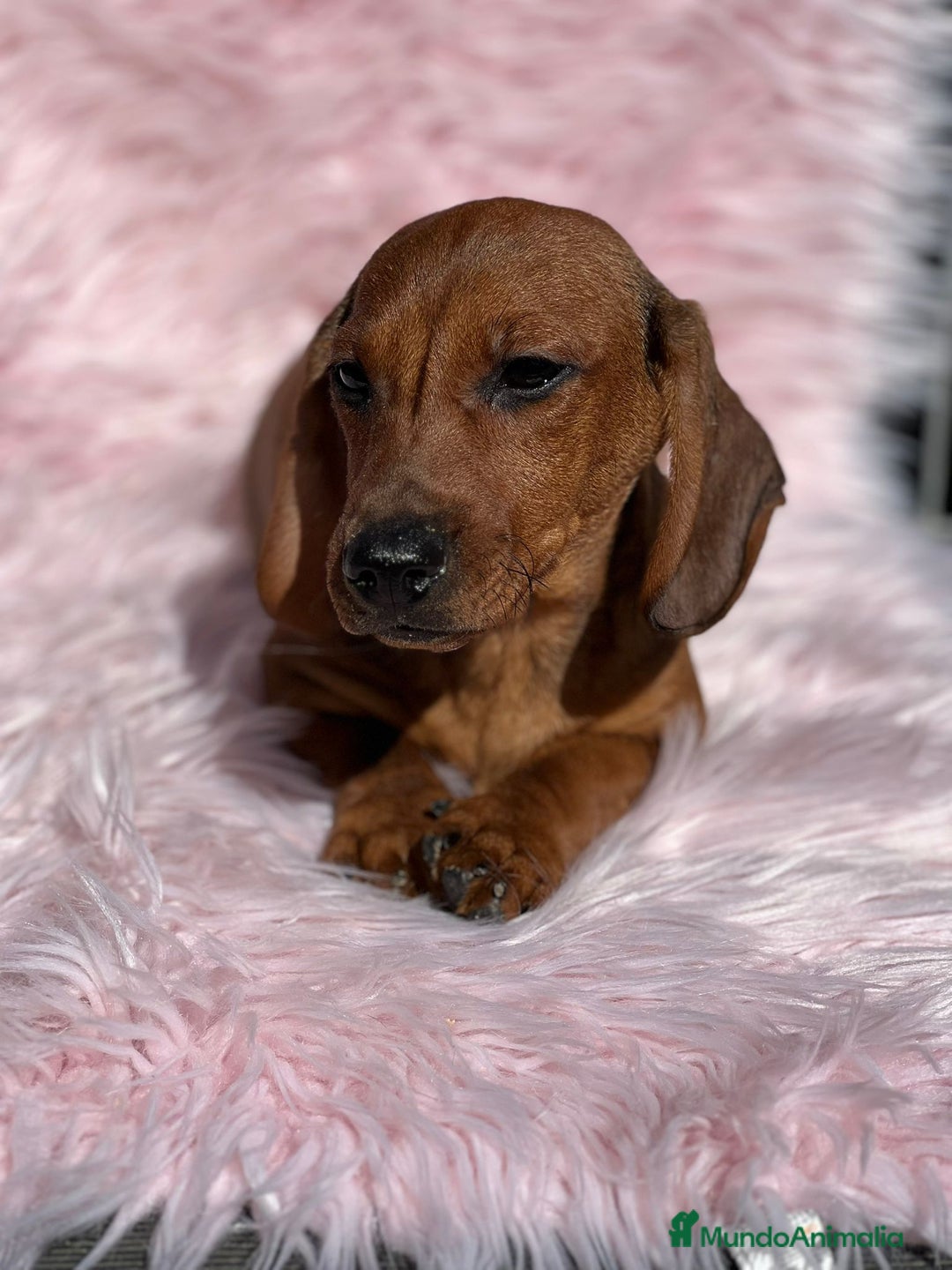 Teckel Miniatura perros en venta: Teckel rojo - Imagen 6