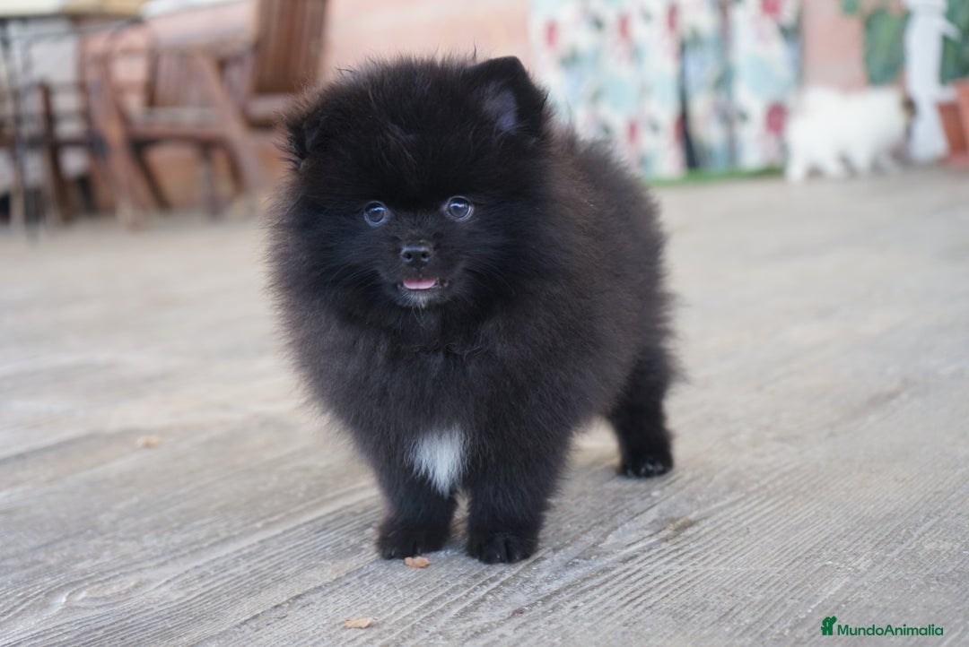 Pomerania perros en venta: 🐾 Prodigy y Monk – Pomerania con carácter 🌟 - Imagen 14