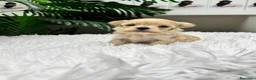Maltipoo perros en venta: MALTIPOO TOY COREANOS  - Anuncio 28