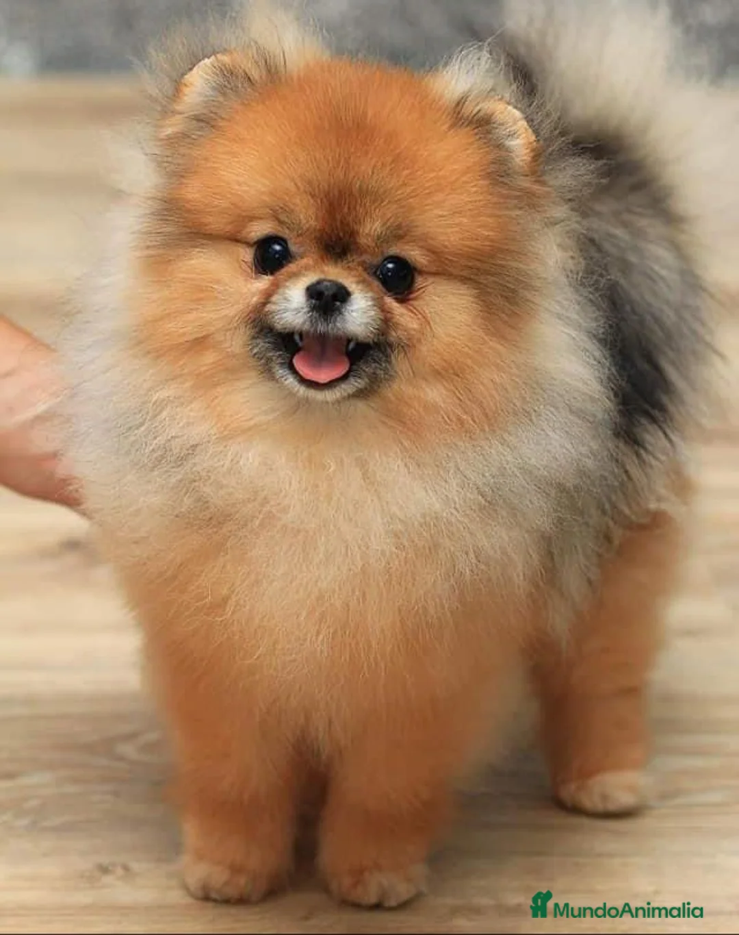 Pomerania perros en venta: LOS MEJORES POMERANIAS, AUTENTICOS en Málaga - Anuncio 7