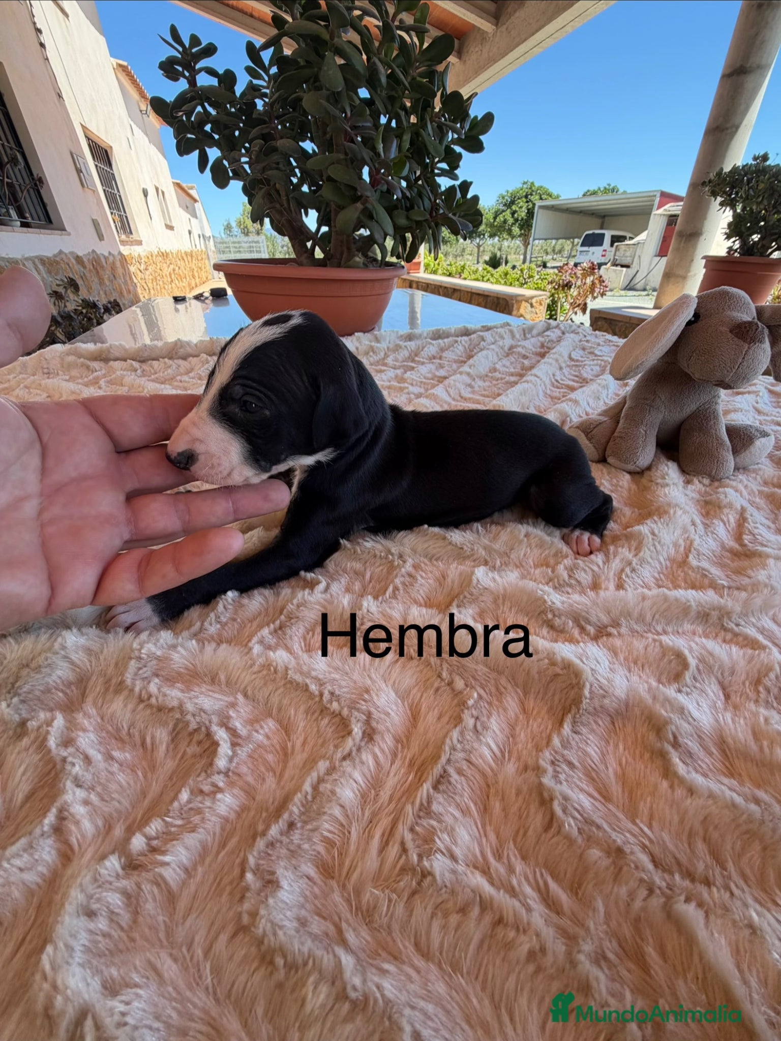 Galgo Español perros GALGOS ESPAÑOLES - Anuncio 21