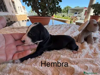 Galgo Español perros GALGOS ESPAÑOLES - Anuncio 10