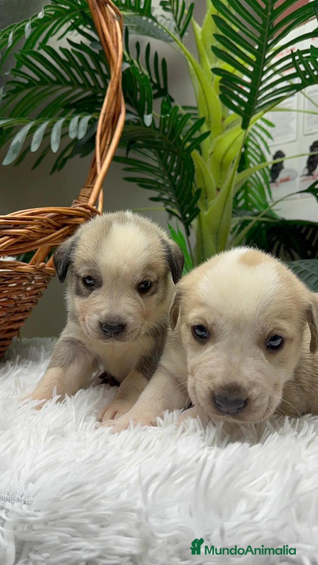 Mastín Español perros en venta: MASTIN ESPAÑOL - Anuncio 3