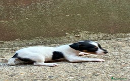 Jack Russell Terrier perros en venta: Nueva camada Jack Russell  - Imagen 10