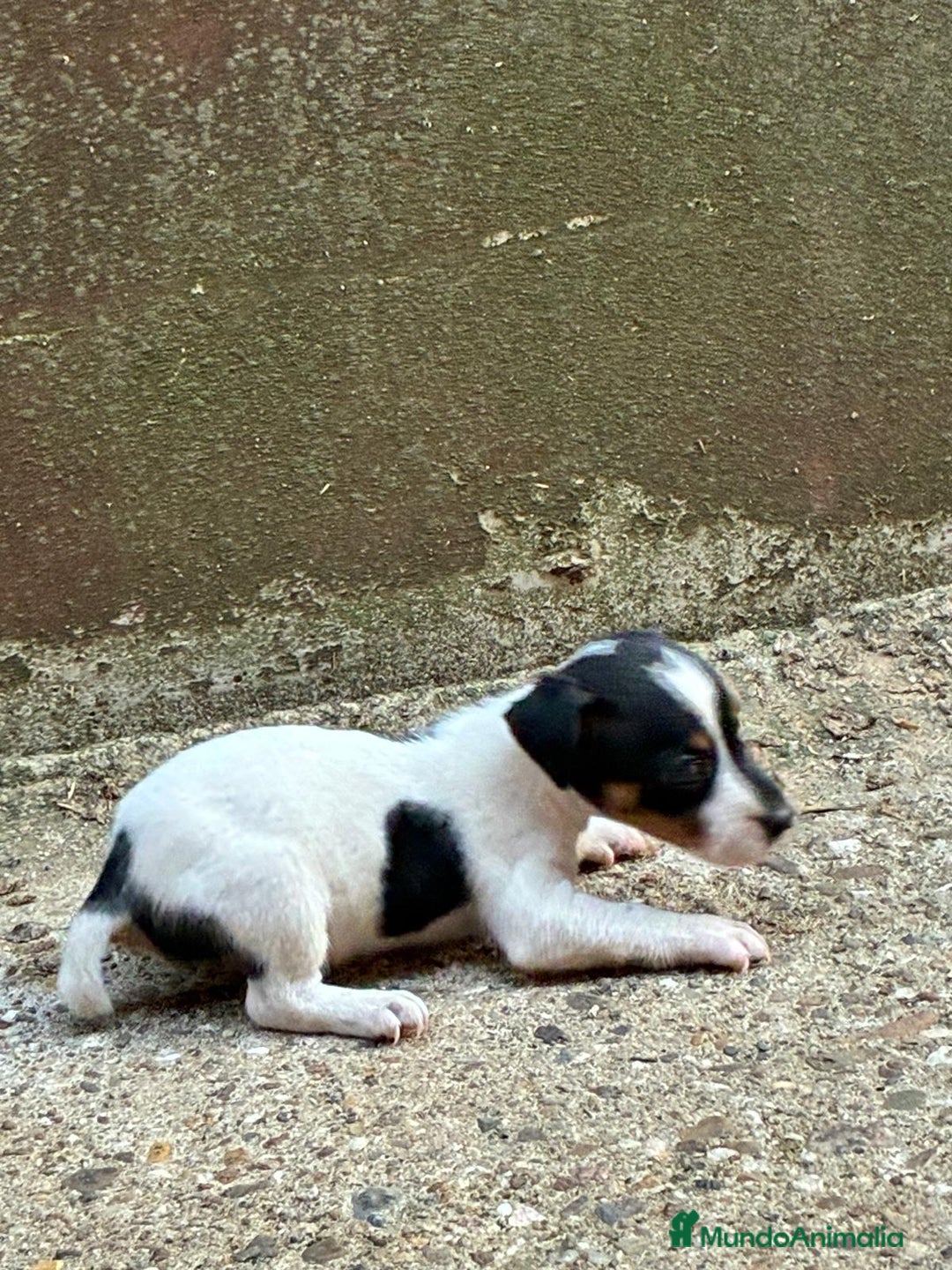 Jack Russell Terrier perros en venta: Nueva camada Jack Russell  - Imagen 10