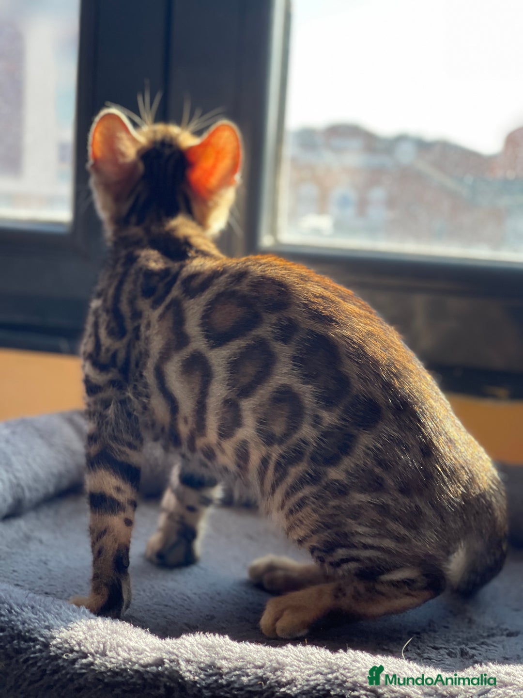 Bengalí gatos en venta: Hembra Bengalí - Anuncio 5