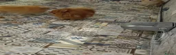 Pomerania perros en venta: Macho 9 meses pomerania  - Anuncio 7