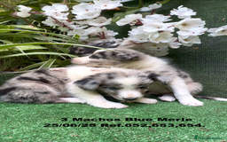 Border Collie perros en venta: BORDER COLLIE DE VILLA BIZNAGA - Imagen 8
