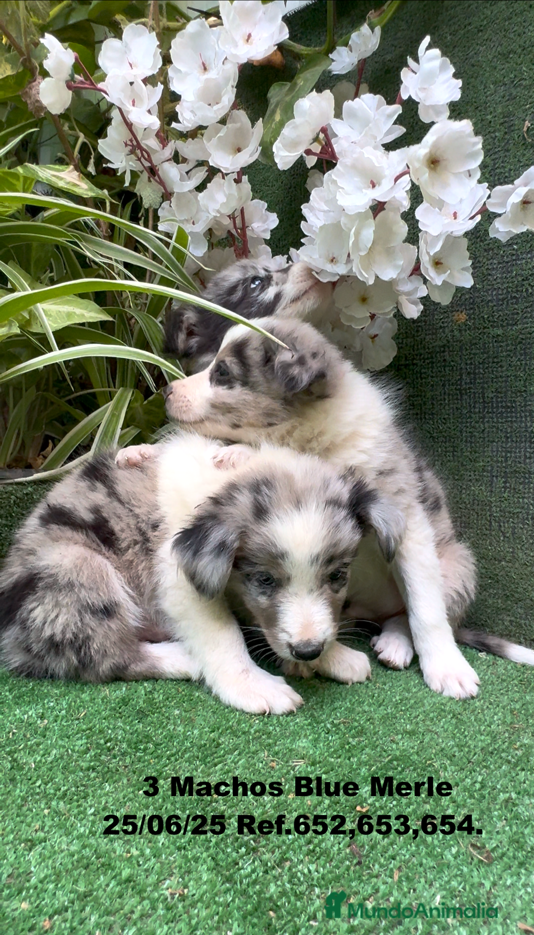 Border Collie perros en venta: BORDER COLLIE DE VILLA BIZNAGA - Imagen 8