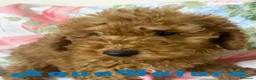 Caniche Mediano perros en venta: Caniche Macho de Camila y Can 7344 en Barcelona - Anuncio 2